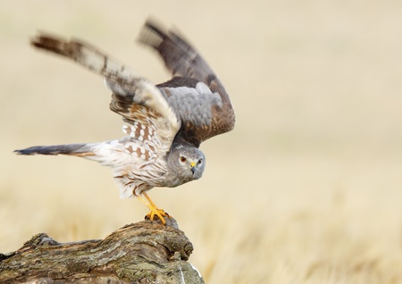 montagu's harrier about to take flightの写真素材