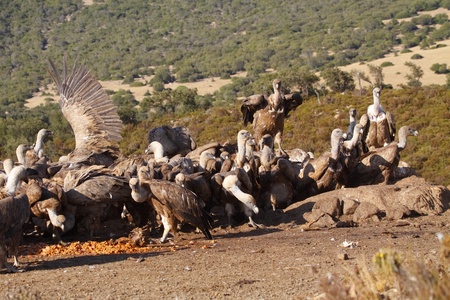 vultures eating on the dunghillの写真素材