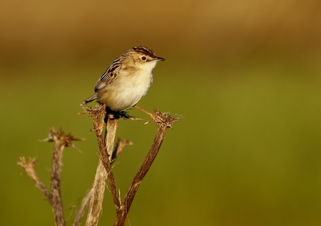 bird small in the flowerの写真素材