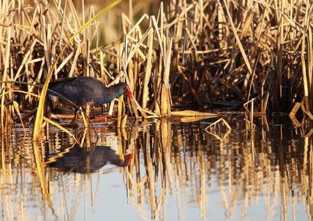 swan searching for foodの写真素材