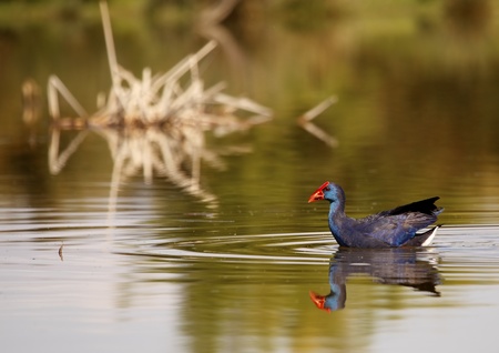 gallinule searching for foodの写真素材
