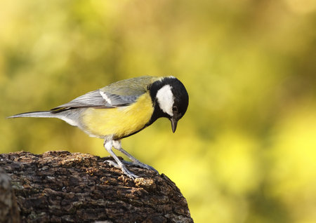 great tit in their hostの写真素材