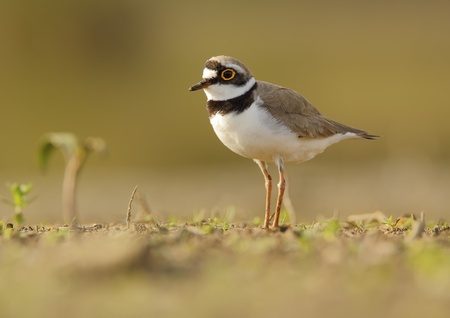 Pair of ringed plover habitat inの写真素材