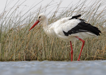 white stork in the wildの写真素材