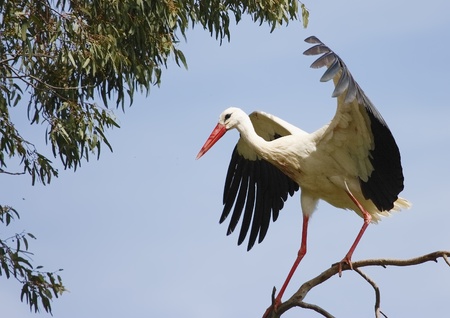 white stork in the wildの写真素材