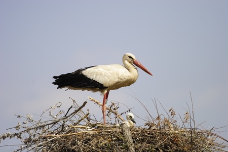 white stork in the wildの写真素材