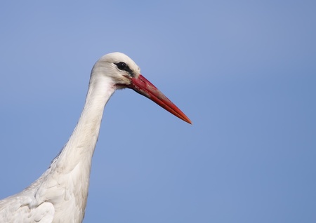 white stork in the wildの写真素材
