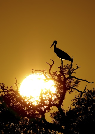 white stork in the wildの写真素材