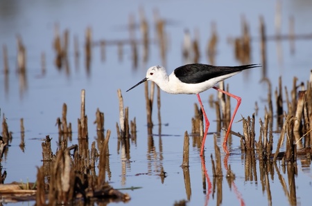 winged stilt in the wild wildの写真素材