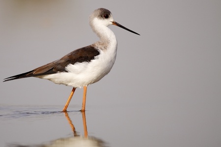 winged stilt in the wild wildの写真素材