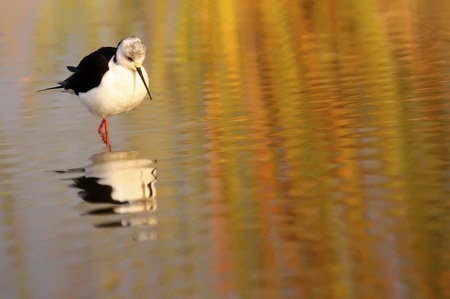 winged stilt in the wild wildの写真素材
