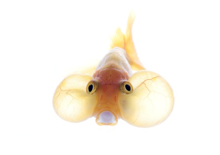 eye bubble on white backgroundの写真素材