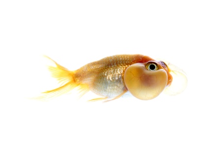 eye bubble on white backgroundの写真素材