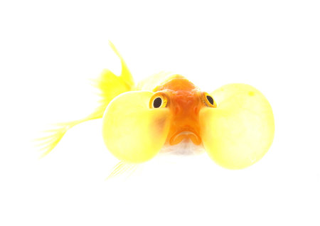 eye bubble on white background