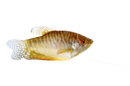 Paradise fish lone white background