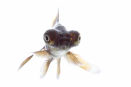 telescope fish isolated on white backgroundの写真素材