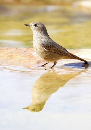 black redstart in the wildの写真素材