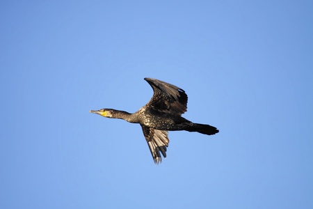 great cormorants in the wild at dawnの写真素材
