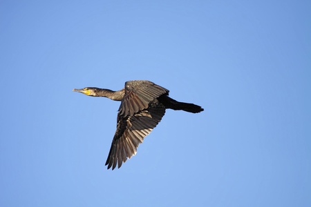 great cormorants in the wild at dawnの写真素材