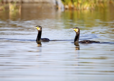 great cormorants in the wild at dawnの写真素材
