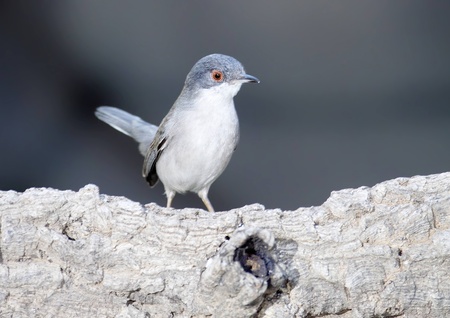 Sardinian warbler in a natural host state of freedomの写真素材