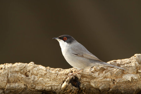 Sardinian warbler in a natural host state of freedom