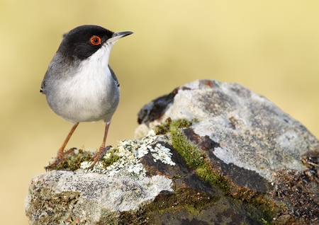 Sardinian warbler in a natural host state of freedomの写真素材
