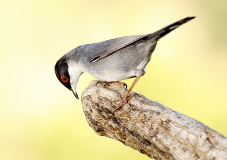 Sardinian warbler in a natural host state of freedomの写真素材