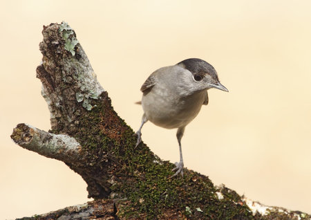 blackcap in their natural environment in total freedom