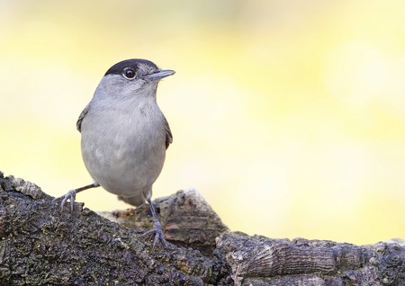 blackcap in their natural environment in total freedomの写真素材