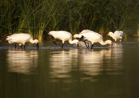 Spoonbill in the wild in total freedom