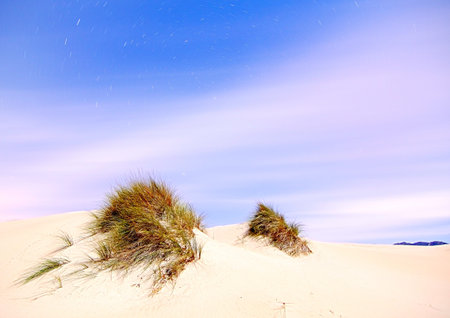 Pair of ringed plover habitat inの写真素材