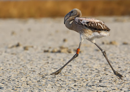 pink flamingo in the wild in total freedomの写真素材