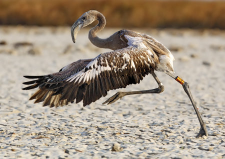 pink flamingo in the wild in total freedomの写真素材