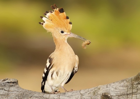 adult lapwing nest door freely feeding chickensの写真素材
