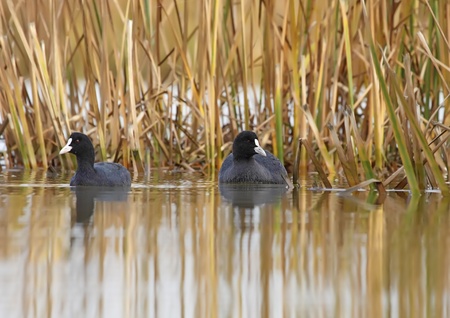 common coot in a state of freedom in the wildの写真素材