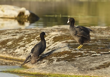 common coot in a state of freedom in the wildの写真素材