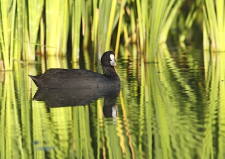 common coot in a state of freedom in the wildの写真素材
