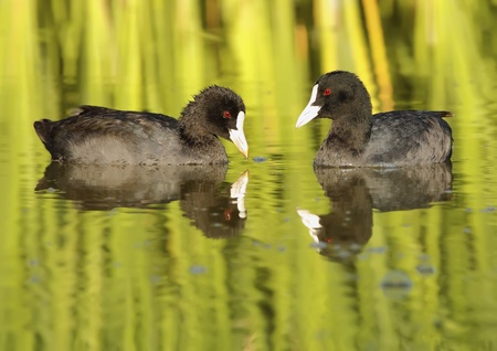 common coot in a state of freedom in the wildの写真素材