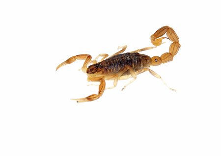 scorpion isolated on white European small juvenile