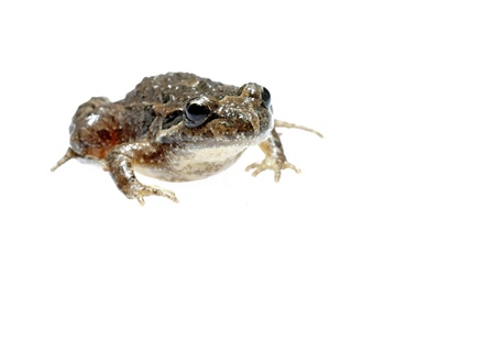 common toad isolated on white European small juvenileの写真素材