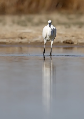 Little Egret in the wild and in the wildの写真素材