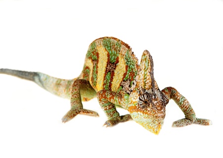 yemen chameleon in a host of artificial white backgroundの写真素材