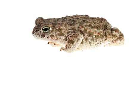 natterjack toad isolated on white background youngの写真素材