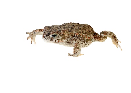 natterjack toad isolated on white background youngの写真素材