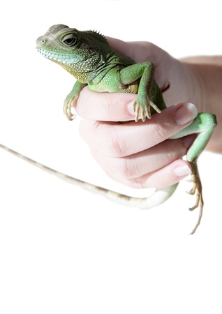Chinese water dragon on white background pictureの写真素材