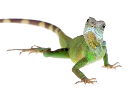 Chinese water dragon on white background pictureの写真素材