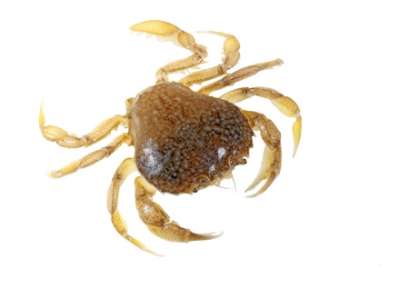 small sand crab foreground live in lonelinessの写真素材