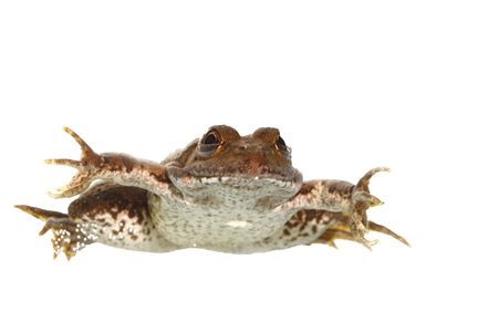 common frog in the water with white background