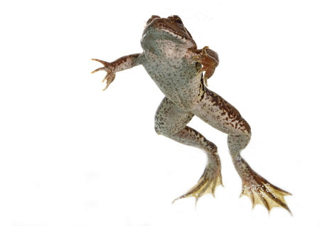 common frog in the water with white backgroundの写真素材